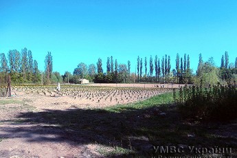 Молодикам з Волині за крадіжку саджанців «світить» по 6 років