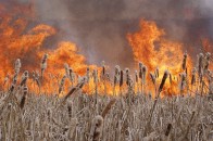 У Луцьку пожежа в лугопарковій зоні
