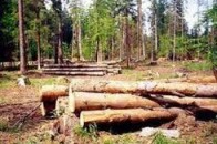 Волиняни нарубали дров майже на 10 тисяч