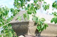 У Луцьку перепоховають останки людей, які знаходять просто неба