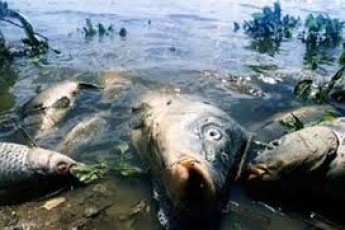 Екологічне лихо на Львівщині. В Західному Бузі масово гине риба