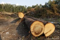 На Волині безбожно крадуть ліс. Де і скільки?