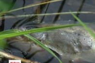 У Києві річка масово встелена мертвечиною ВІДЕО
