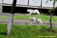 Як у Луцьку відловлюють собак або один день з життя собаколовів