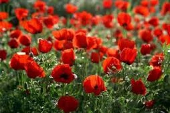 Жителька Волині за мак може «загриміти» на три роки