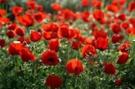 Жителька Волині за мак може «загриміти» на три роки