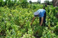 У волинянина вилучили 154 кущі снодійного маку