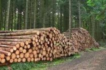Який дохід отримали з волинських лісів цьогоріч