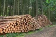 Який дохід отримали з волинських лісів цьогоріч