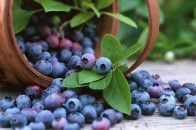 Скільки заробляють на чорницях волинські дітлахи