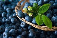 Щоб зібрати чорницю волиняни незаконно перетинають кордон