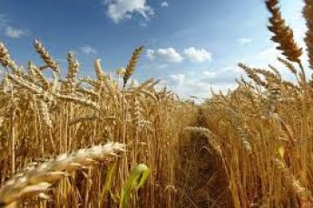 На який врожай цьогоріч очікує Волинь