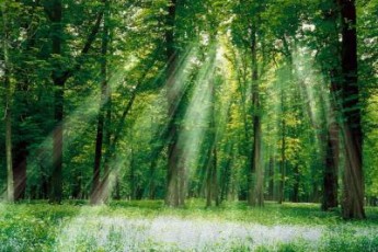 Хто дбає про майбутнє волинських лісів