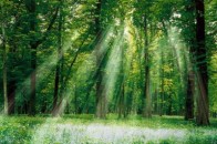 Хто дбає про майбутнє волинських лісів