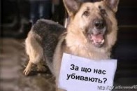 Притулок для тварин у Луцьку: благодійність чи звірство? ВІДЕО