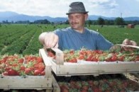 Як волиняни заробляють у Польщі