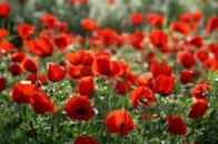 На Волині пенсіонерку покарають за вирощування маку