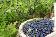 Волиняни за день на чорницях заробляють до 1000 гривень