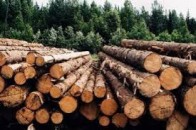 На Волині накрали лісу майже на 150 тисяч