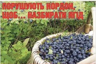 Волиняни масово порушують кордон, щоб назбирати ягід