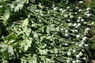 Волинські правоохоронці «зібрали» наркотичний урожай