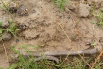 На Волині «чорними археологами» зацікавилась прокуратура