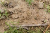 На Волині «чорними археологами» зацікавилась прокуратура