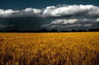 У Ратнівському районі дощі знищили врожай