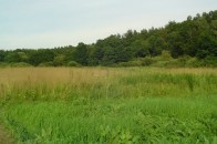 На Волині змії чатують біля обійсть