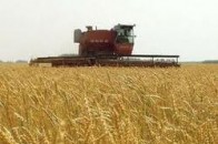На Волині очікують високих врожаїв
