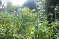 У жительки Луцького району виявили більше тисячі кущів незаконного посіву маку