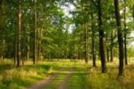Волинські лісівники за півроку на 43% збільшили доходи від реалізованої продукції