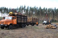 Нетрі волинських лісів: нові господарі і старі спокуси