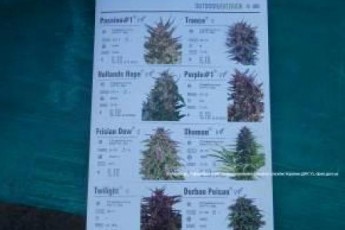 Волинські правоохоронці вилучили у іноземця наркотики