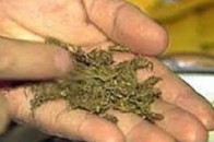 Волинянина затримали з майже кілограмом наркотичної речовини