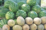 Луцьк перетворюється на великий оптовий ринок для кавунів?