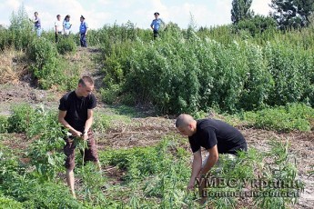 Поблизу Луцька виявили конопляну плантацію площею 97 гектарів ВІДЕО