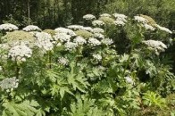 Троє волинян потрапило в лікарню через опіки отруйною рослиною