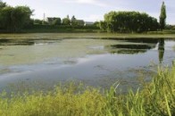 У ставку в Луцьку виявили труп молодого чоловіка