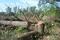 Волинські УБОЗівці виявили порушників серед лісників