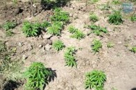 Мешканка Волині вирощувала на подвір’ї коноплю