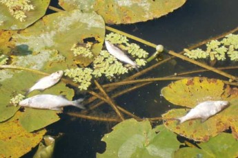 У волинській водоймі масово гине риба ФОТО