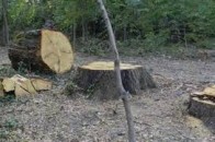 На Волині судитимуть майстрів лісу