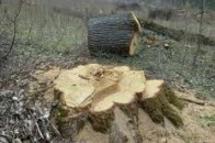 На Волині незаконно вирубали дуба на суму понад 1 мільйон гривень