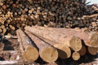 На Волині фірма боргує лісовому господарству понад 212 тисяч гривень
