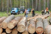 За розтрату держмайна судитимуть лісничого з Волині
