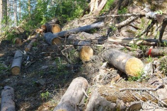 Волинські лісівники видавали лісорубні квитки на деревину в заказнику