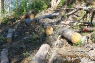 Волинські лісівники видавали лісорубні квитки на деревину в заказнику