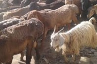 На Волині злодії викрали худобу, що належала монастирю