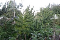 На Волині виявили плантацію конопель ФОТО